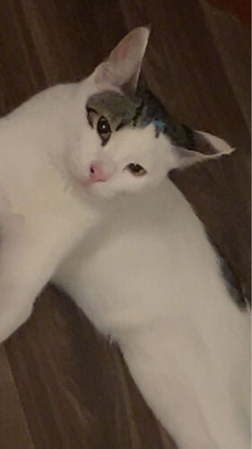 Cat for adoption Free