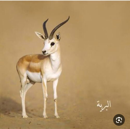 مطلوب غزلان الريم