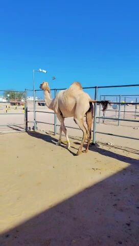 مهجنه لقحه طيبه من التصوير
