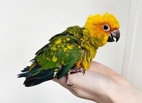 Sun Conure Baby
