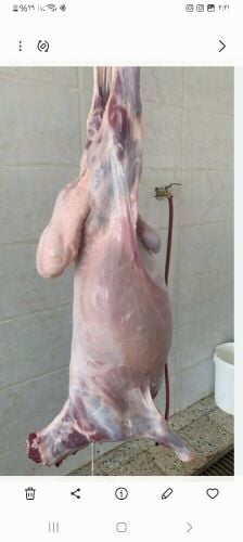 قصاب خرفان وماعز وجماال وعجول
