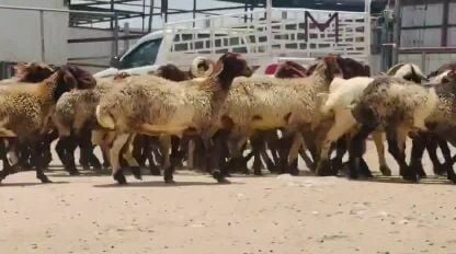 للبيع رخال سوريه فاخره مراح واحد