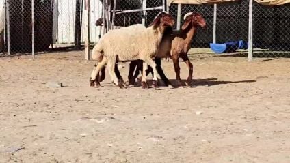 للبيع خرفان سوريه بلدي سمين فل