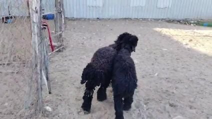 للبيع رخال ذبايح طيبه