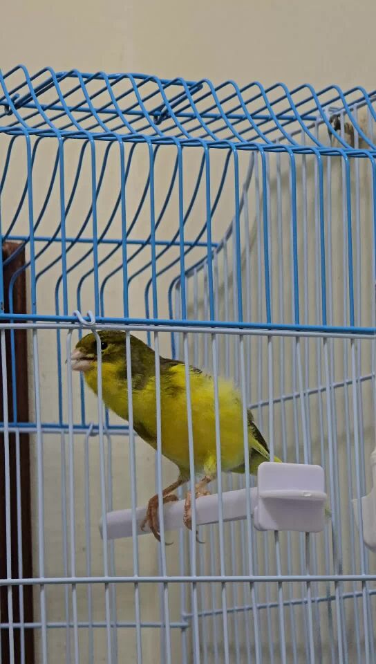 كناري تغريد نار