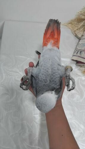 للبيع كاسكو عمره 7 شهور