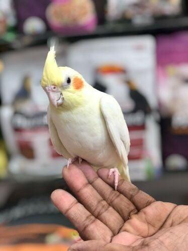 COCKTAIL FRIENDLY