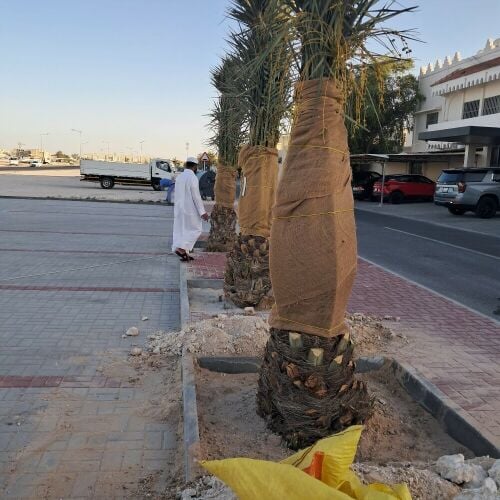 النخيل