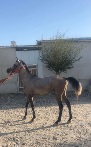 مهر عربي 