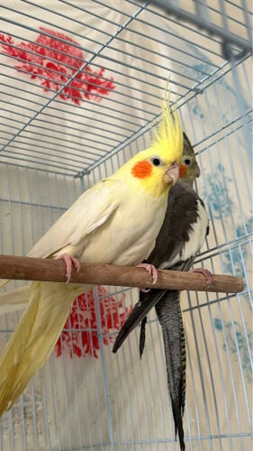 two coctell birds 