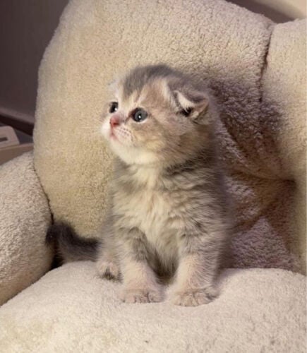 مطلوب قطه صغيره للتبني
