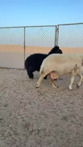 رخل عربية فاخره 