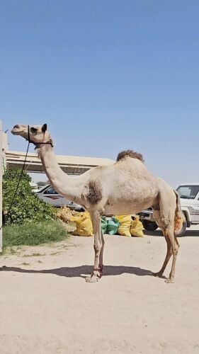 عرض فااااااخر