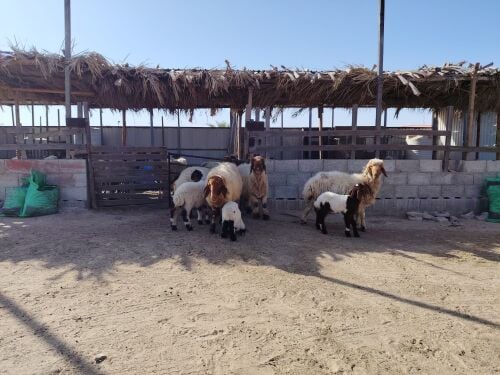 مطلوب غنم شويهات ومعزه
اي نوع من