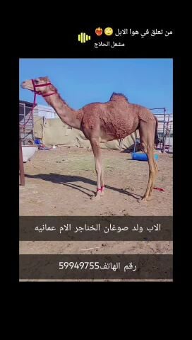 بكره حقه