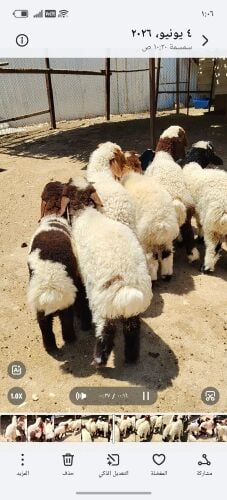 طليان بلديه  سمان