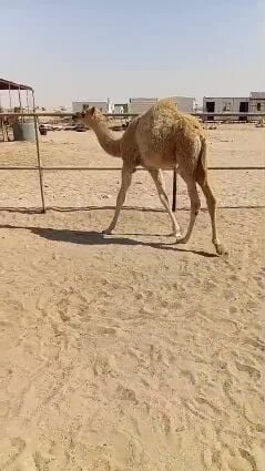 حوار رضيع 