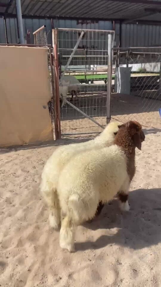 رخال بلدية مغلقة شحم