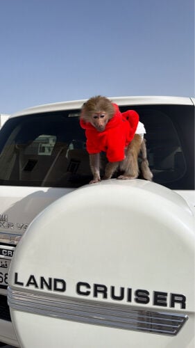 Monkey