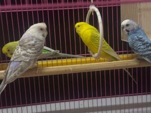 2 Pair Sale With Cage