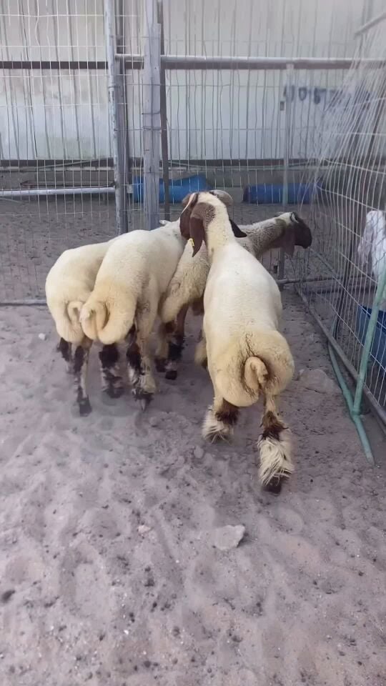 طليان بلديه طيبه 