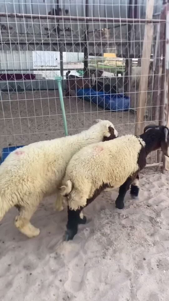 هرافى بلدية فل
