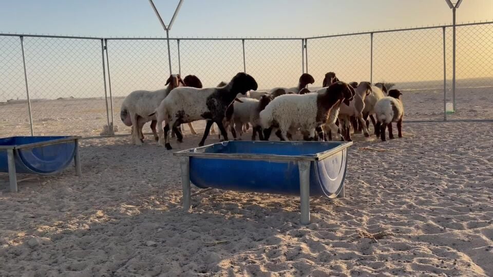 للبيع شويهات سوري رغايث 