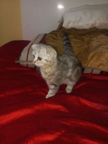 كيتنز سكوتش فولد
