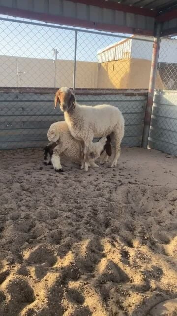 رغوث سوريه تحتها ذبيحه