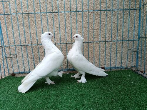 satin breeding pair