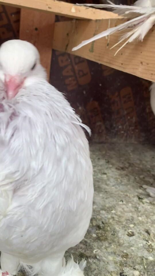 Pomeranian pouter breeding pairs 