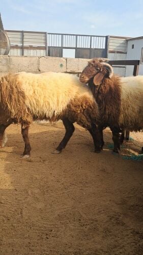 خرفان بلديه سوريه