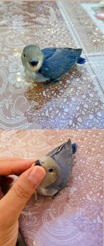روز اسبلت