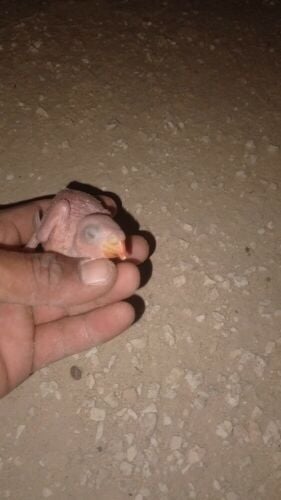 Ringneck chicks