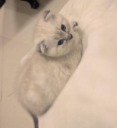 Scottish Fold and Scottish Street