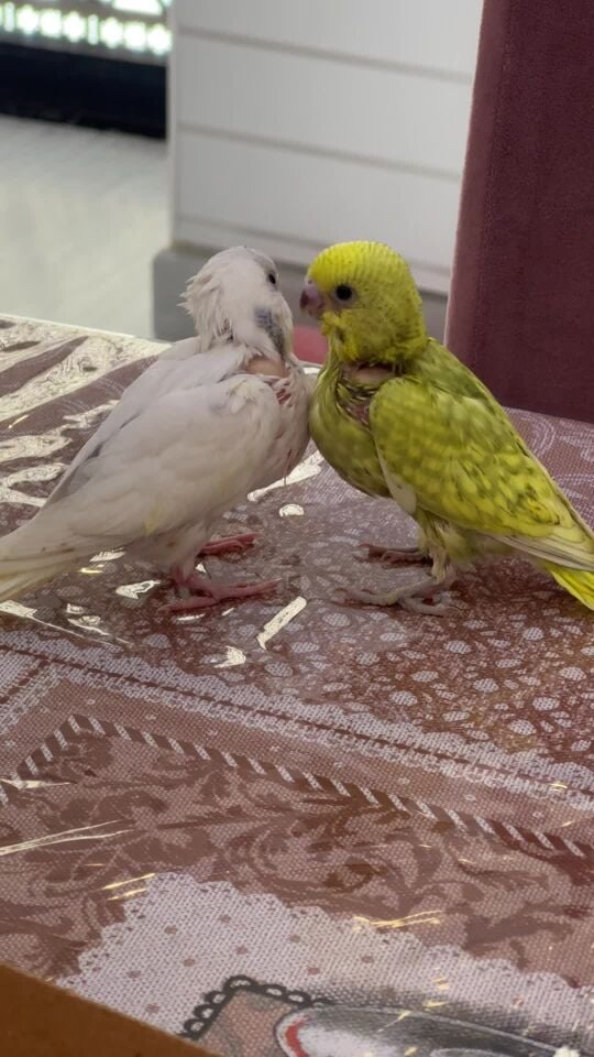بادجي اليف