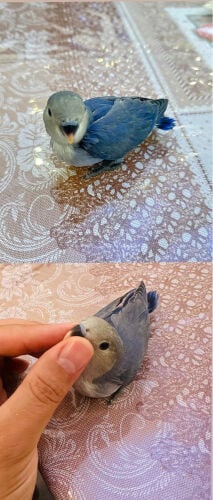 روز اسبلت للبيع