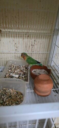 love bird