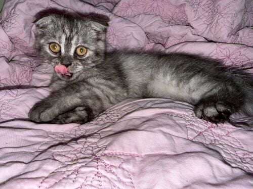 Scottish fold cats