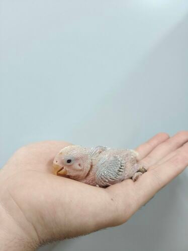 pallid opline purple rose chick