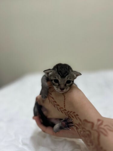 for adoption baby cats