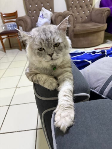Cat for adoption 