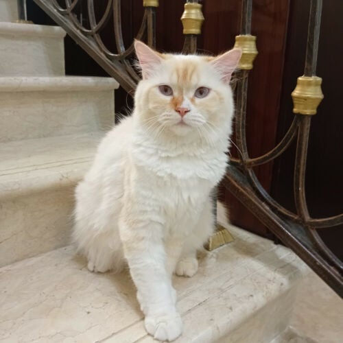 pet cat