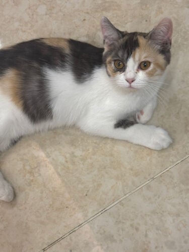 domestic  cat