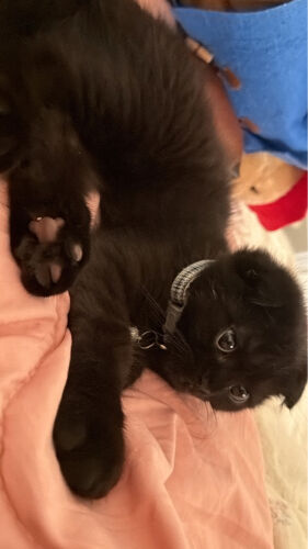 Black Male Kitten – 4 Months Old.