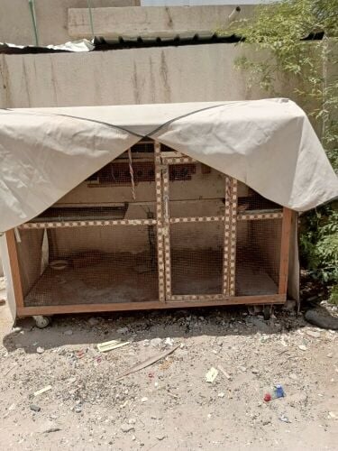 bird cage