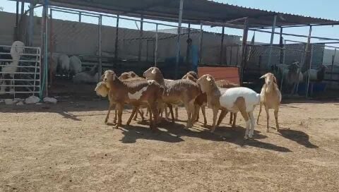 بربر اصليه نوع فاخر