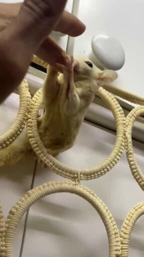 sugar glider 