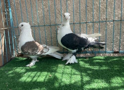 stain confirm breeding pair