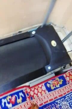 رافت
